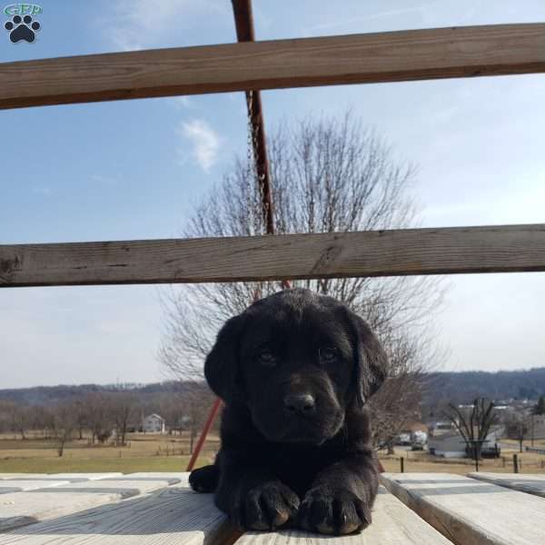 Charlie, Black Labrador Retriever Puppy